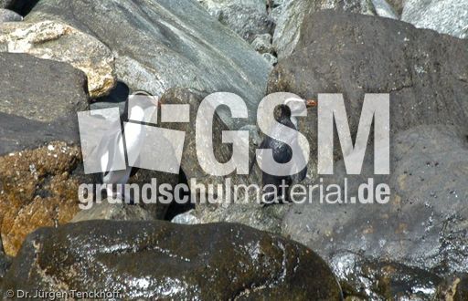 Dickschnabelpinguin (17 von 45).jpg